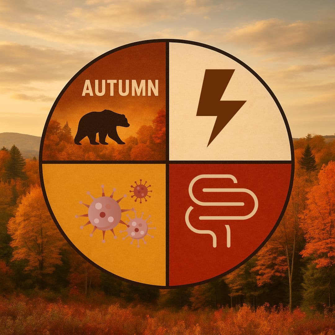 Medicine wheel graphic with four coloured quadrants, west highlighted in autumn tones with a bear and sunset scene, overlaid with gut, microbes, and energy symbols.