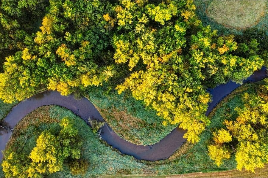 Overhead view of a river winding through woodland, illustrating why do I react to certain foods and how the gut wall filters what passes through